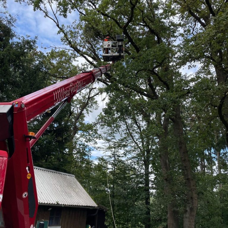 Baumpflege Ein Kranarm mit einer Plattform schneidet Äste in einem Baum hoch oben.