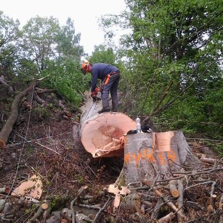 Baumfällung Florian Neuhauser steht mit der Motorsäge über einem gefällten Baum